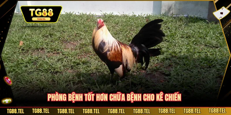Cách Chăm Sóc Gà Chuối - Cách TG88 Khiến Gà Sung Mãn Nhất 4 Phòng bệnh tốt hơn chữa bệnh cho kê chiến